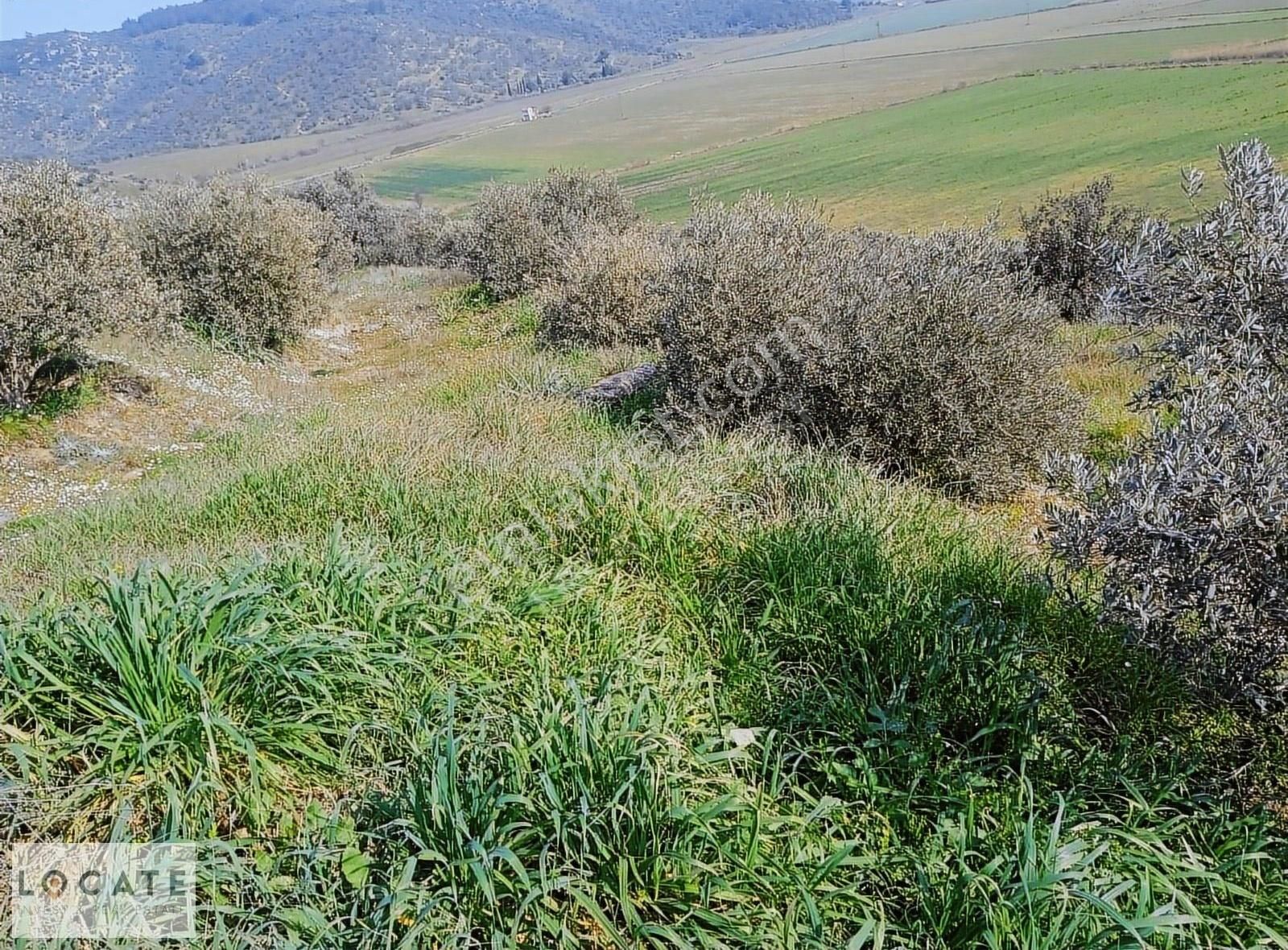 Tire Hasancavuslar'da 30 Dönüm Satılık Zeytinlik - Görsel 11