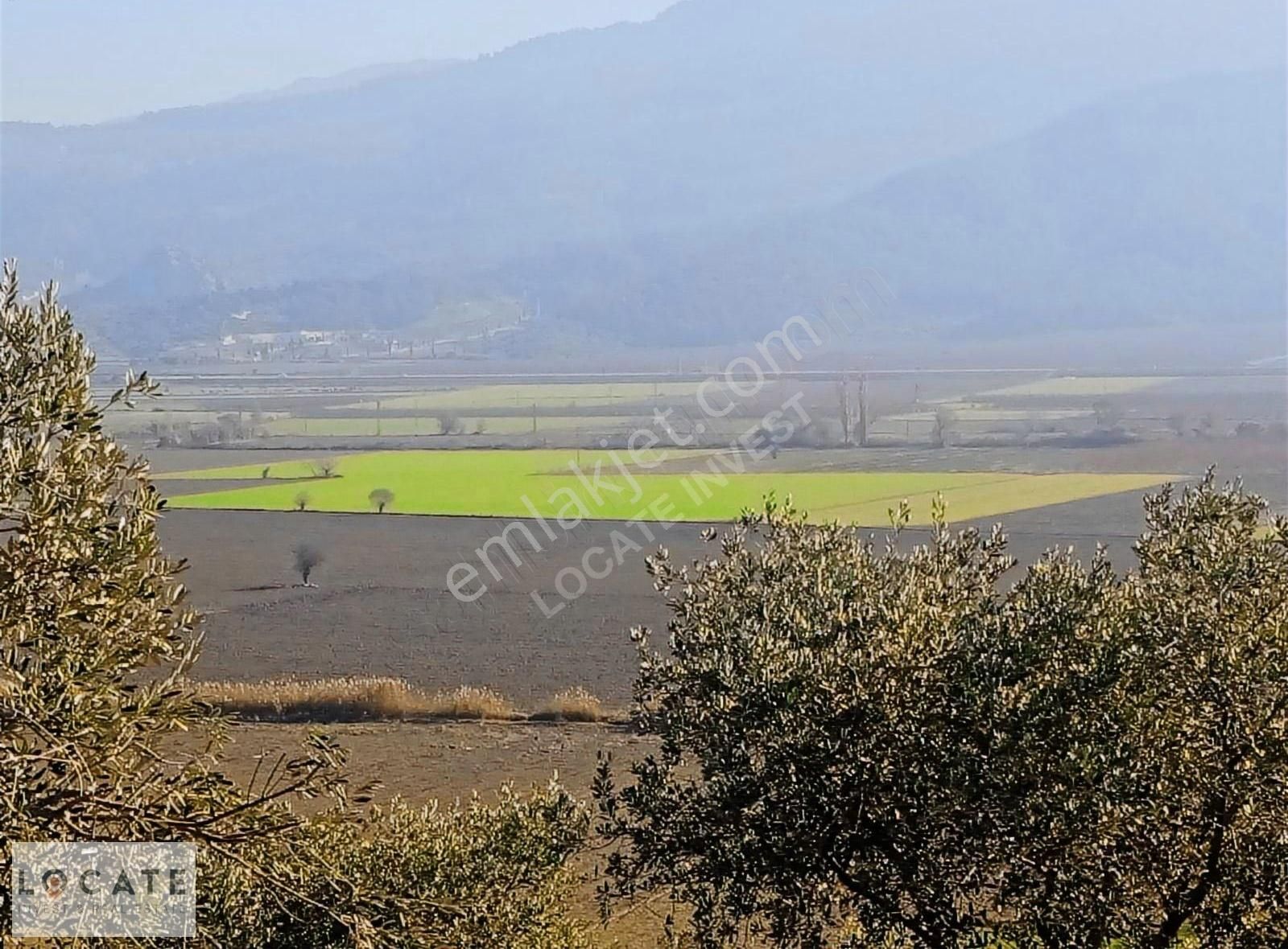 Tire Hasancavuslar'da 30 Dönüm Satılık Zeytinlik - Görsel 7