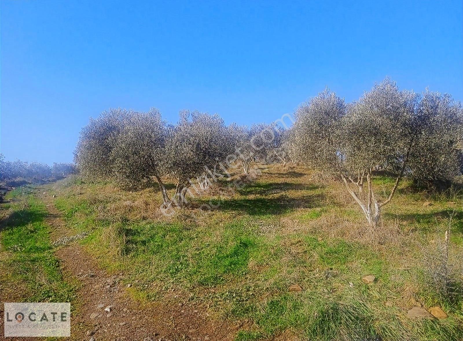 Tire Hasancavuslar'da 30 Dönüm Satılık Zeytinlik - Görsel 5
