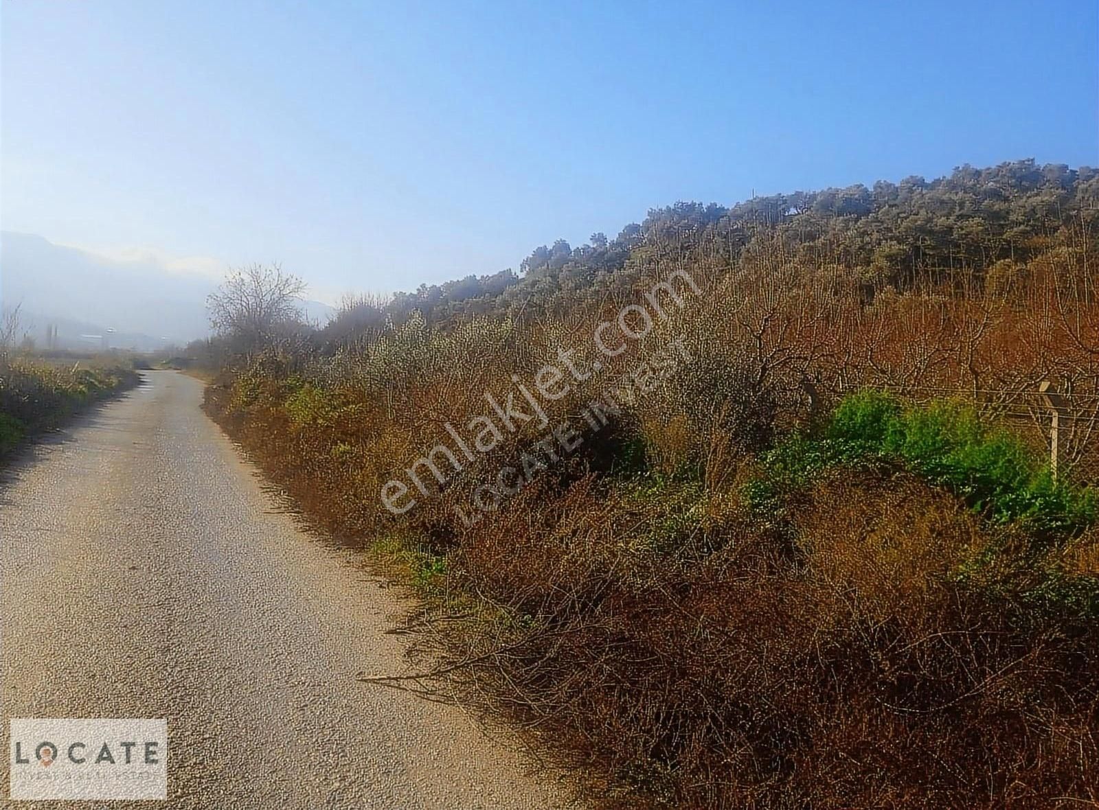 Tire Hasancavuslar'da 30 Dönüm Satılık Zeytinlik - Görsel 2