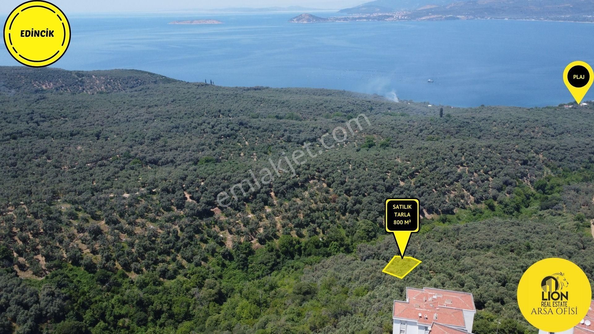 Edincik Mahallesinde Deniz Manzaralı 800m² Satılık Zeytinlik