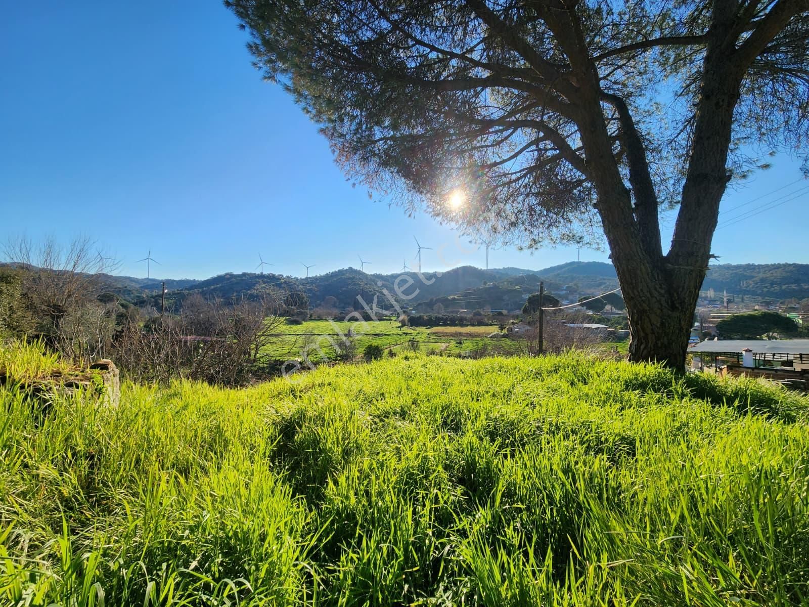 Aydın Söke Yeşilköyde İçinde Eski Taş Ev Olan Satılık Arsa - Görsel 17