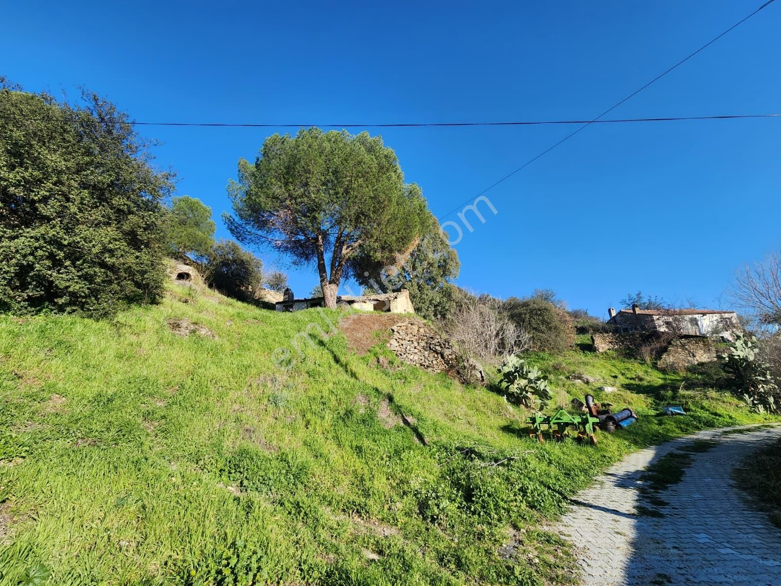 Aydın Söke Yeşilköyde İçinde Eski Taş Ev Olan Satılık Arsa - Görsel 28