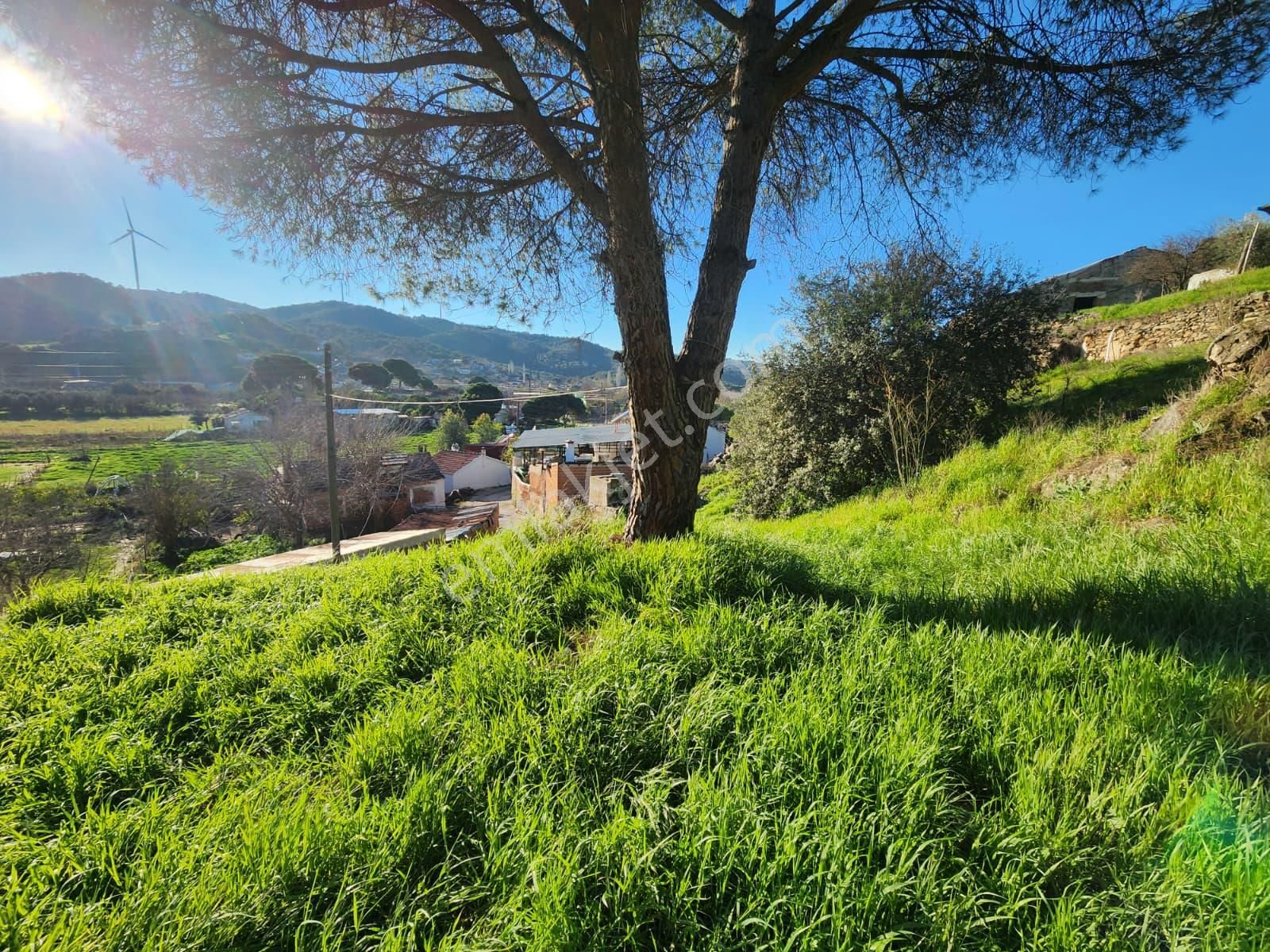 Aydın Söke Yeşilköyde İçinde Eski Taş Ev Olan Satılık Arsa - Görsel 15