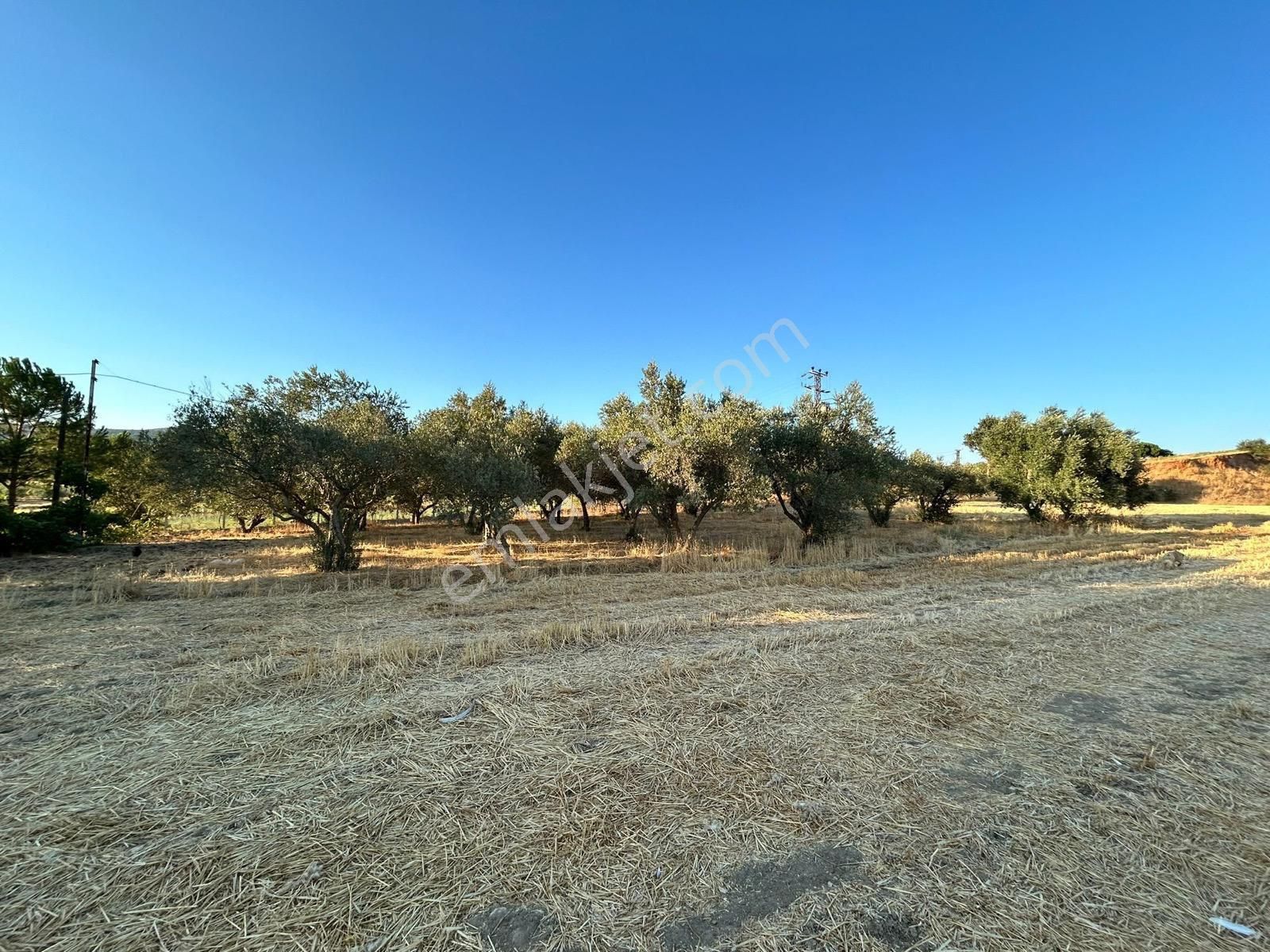 Üçpınar Kocakır Mevkiyi Satılık Çiftlik - Görsel 8