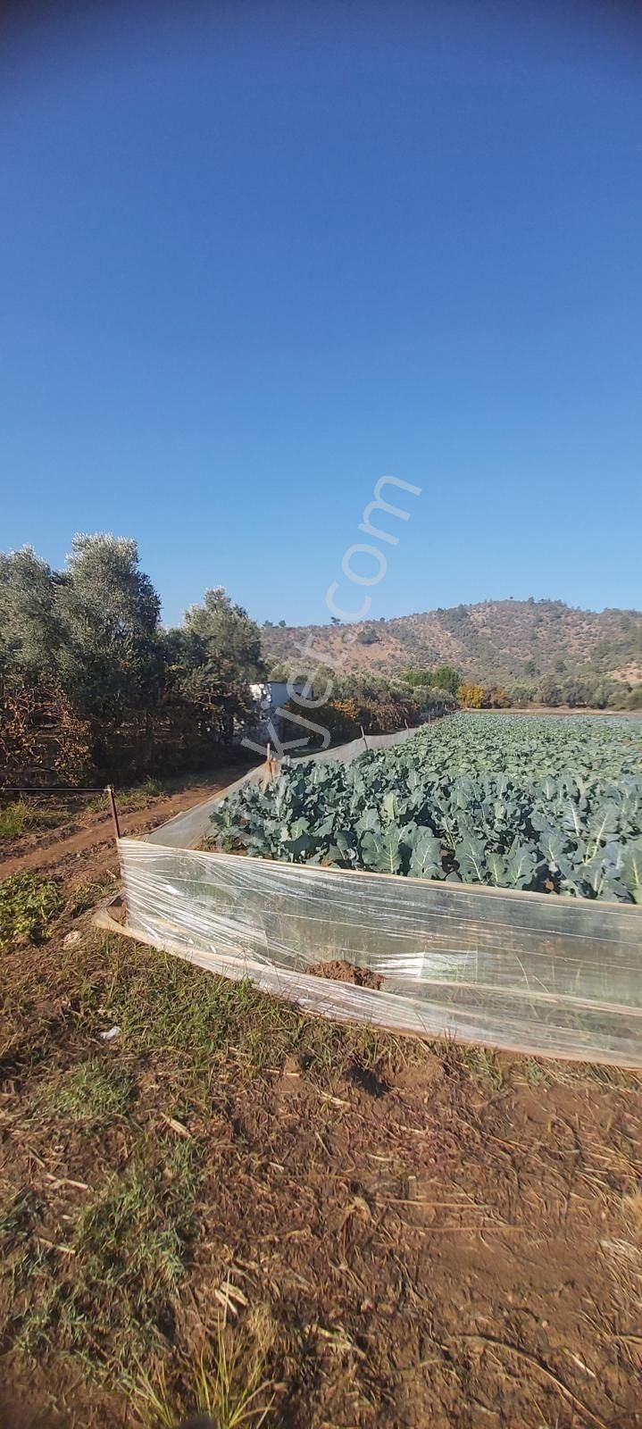 Milas Derince'de 6300 M² Satılık Verimli Arazi - Görsel 7