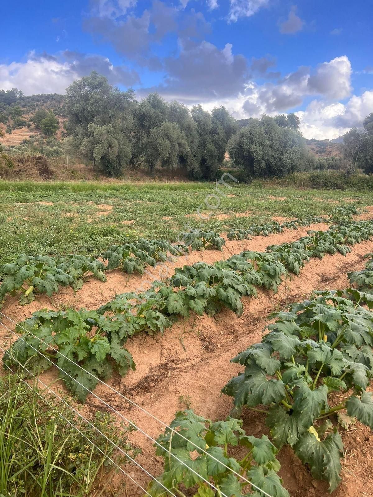 Milas Derince'de 6300 M² Satılık Verimli Arazi