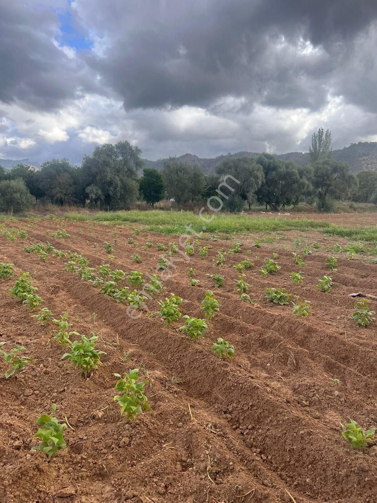 Milas Derince'de 6300 M² Satılık Verimli Arazi - Görsel 3