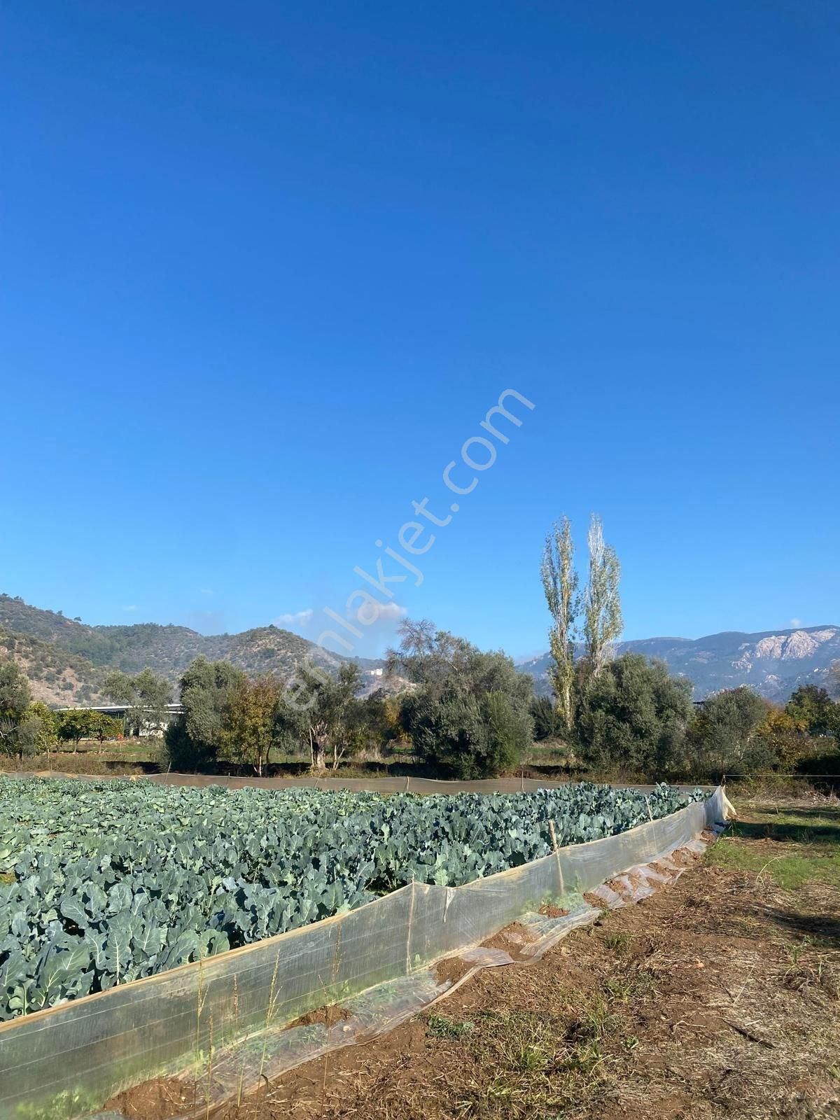 Milas Derince'de 6300 M² Satılık Verimli Arazi - Görsel 6