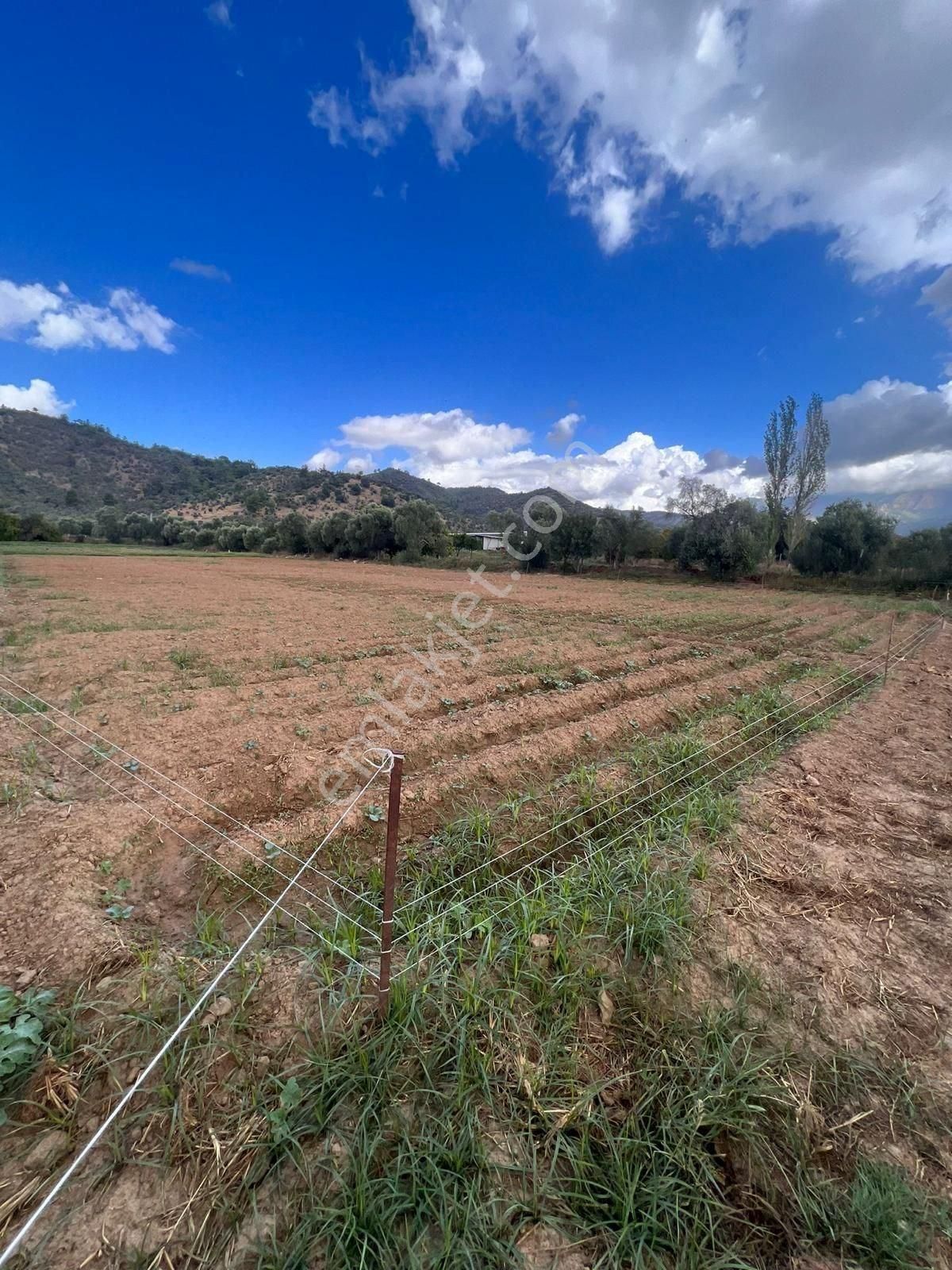 Milas Derince'de 6300 M² Satılık Verimli Arazi - Görsel 2