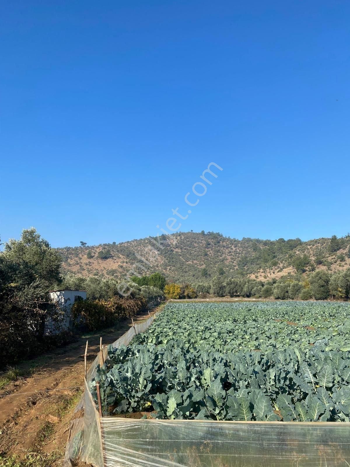 Milas Derince'de 6300 M² Satılık Verimli Arazi - Görsel 5