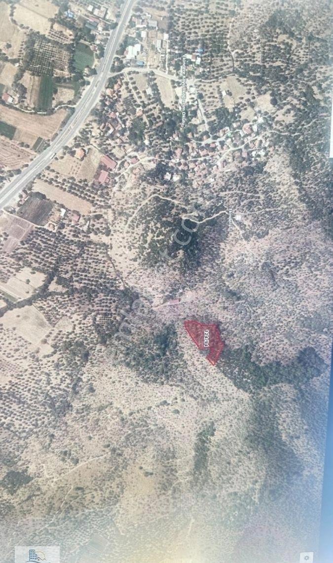 Milas Ekindere‘de Fırsat Zeytinlik 5372 Metre - Görsel 4