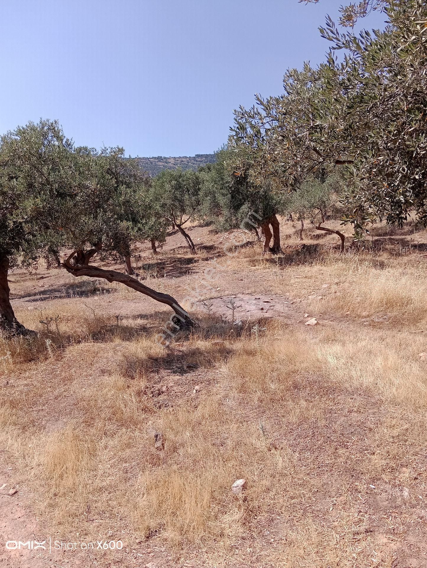 🌳 Verimli, Düz Zeytinlik – Bayındır Hacı İbrahim Mahallesi’nde Yatırım Fırsatı!