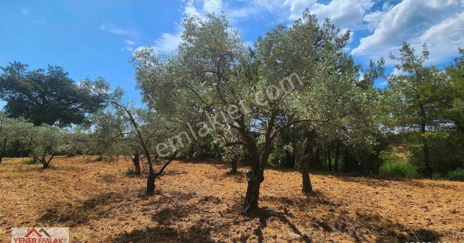 Çamcı'da Kadastral Yola 103mt Cepheli ▒ Kitap Gibi Fırsat Yer ▒ - Görsel 3