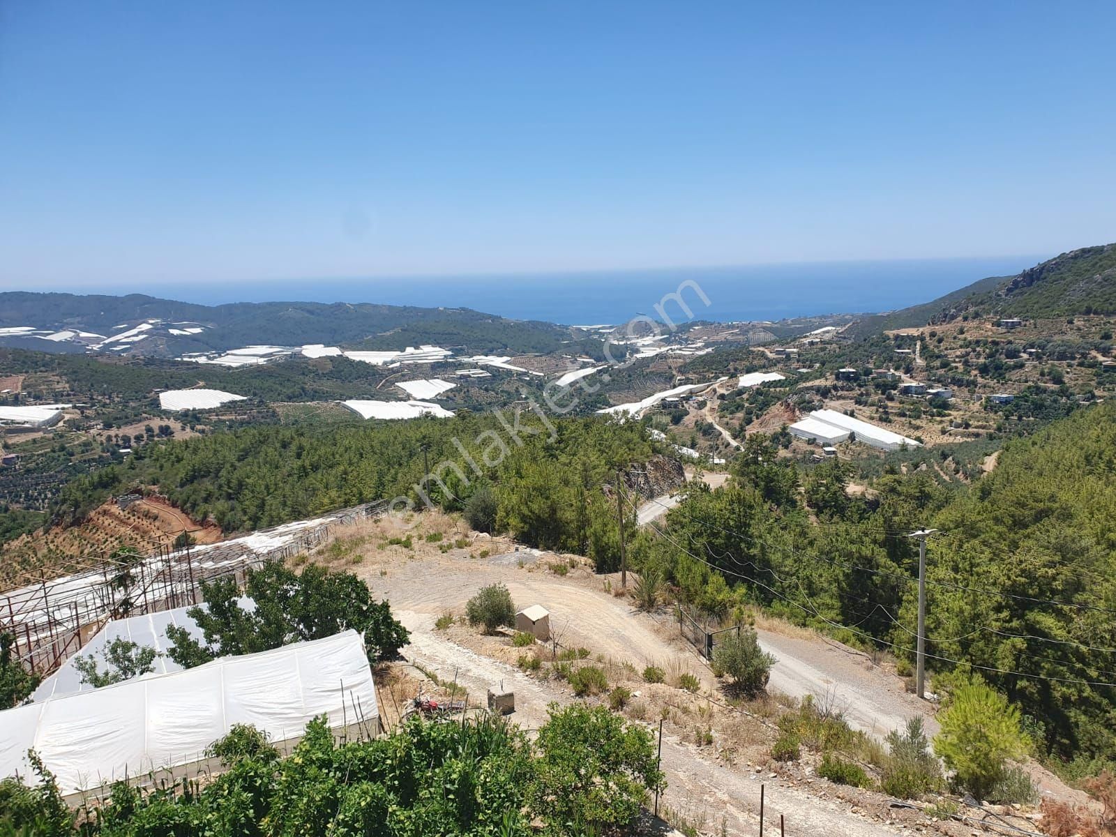 Alanya Hocalar 82,5 Dönüm Muz Serası Ve Avokado Bahçesi