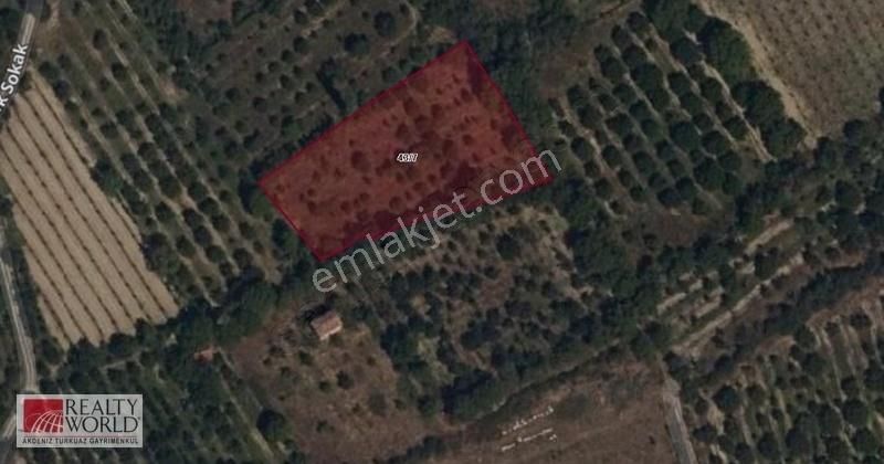 Uluborlu 3.819 M2 Satılık Kiraz Bahçesi