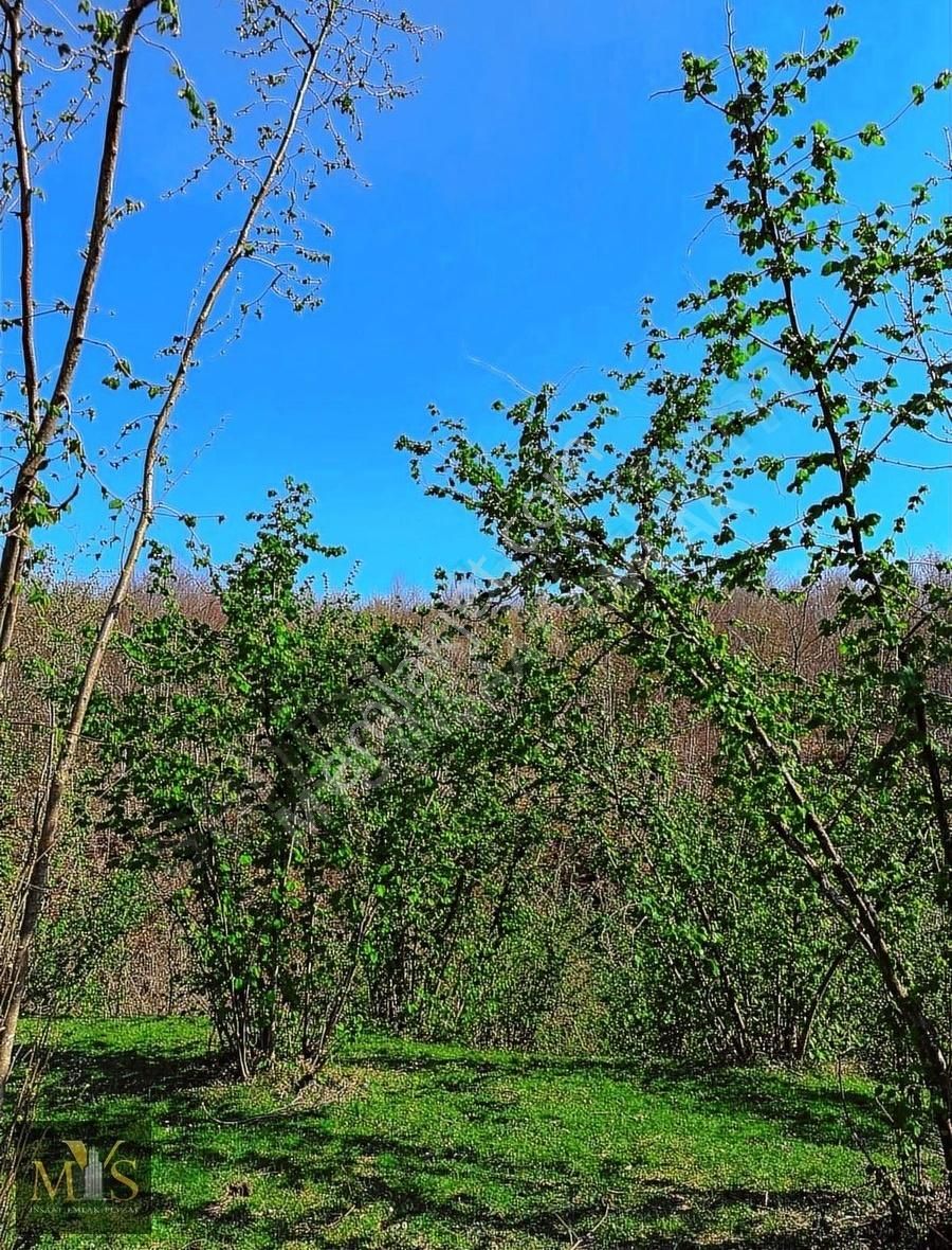 Mys İnşaat Emlak'tan 4171 M2 Fındık Bahçesi - Görsel 18