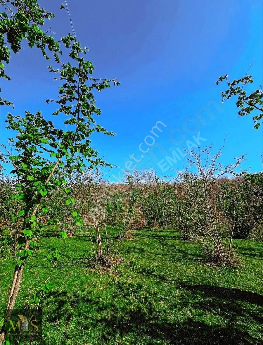 Mys İnşaat Emlak'tan 4171 M2 Fındık Bahçesi - Görsel 16
