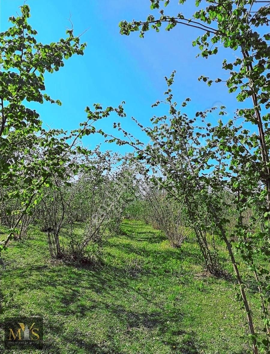 Mys İnşaat Emlak'tan 4171 M2 Fındık Bahçesi - Görsel 21