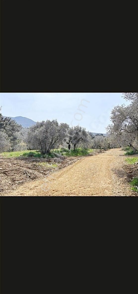 Burax Emlaktan Kemalpaşa Cumalıda 230 M Hisseli Arsa Satılık - Görsel 7