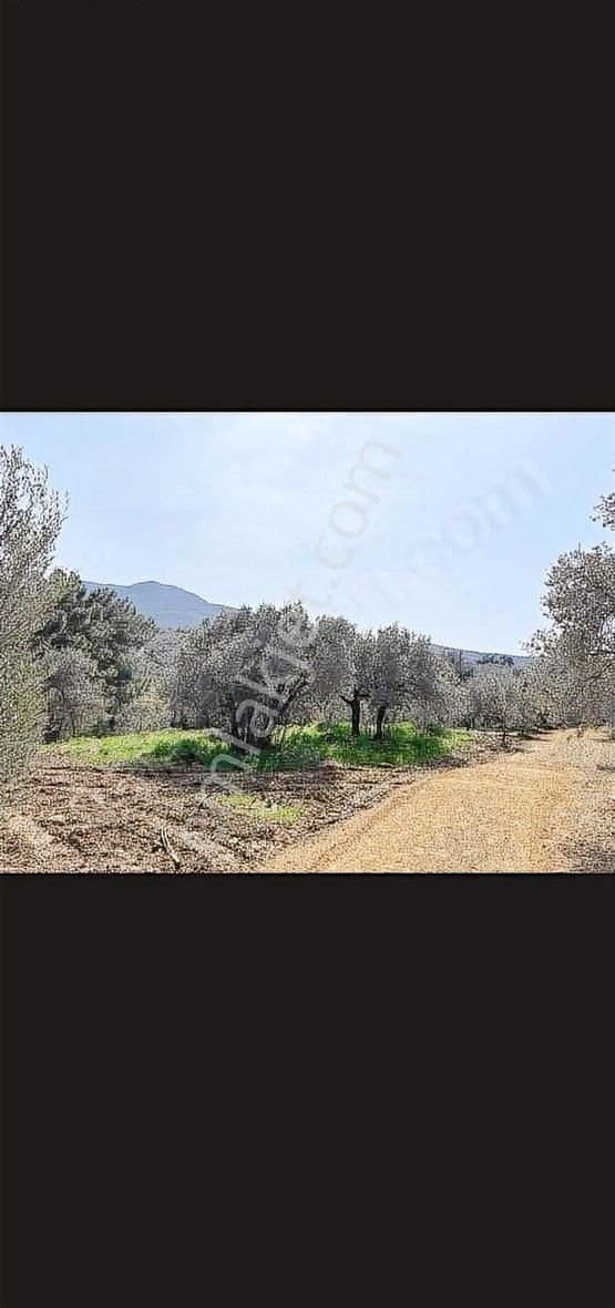 Burax Emlaktan Kemalpaşa Cumalıda 230 M Hisseli Arsa Satılık - Görsel 4