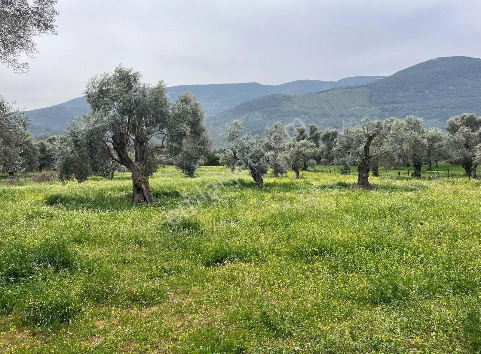 Yıldırım Mühendislik'ten "4.500 M2" Yola Cephe Düz Arazi - Görsel 8