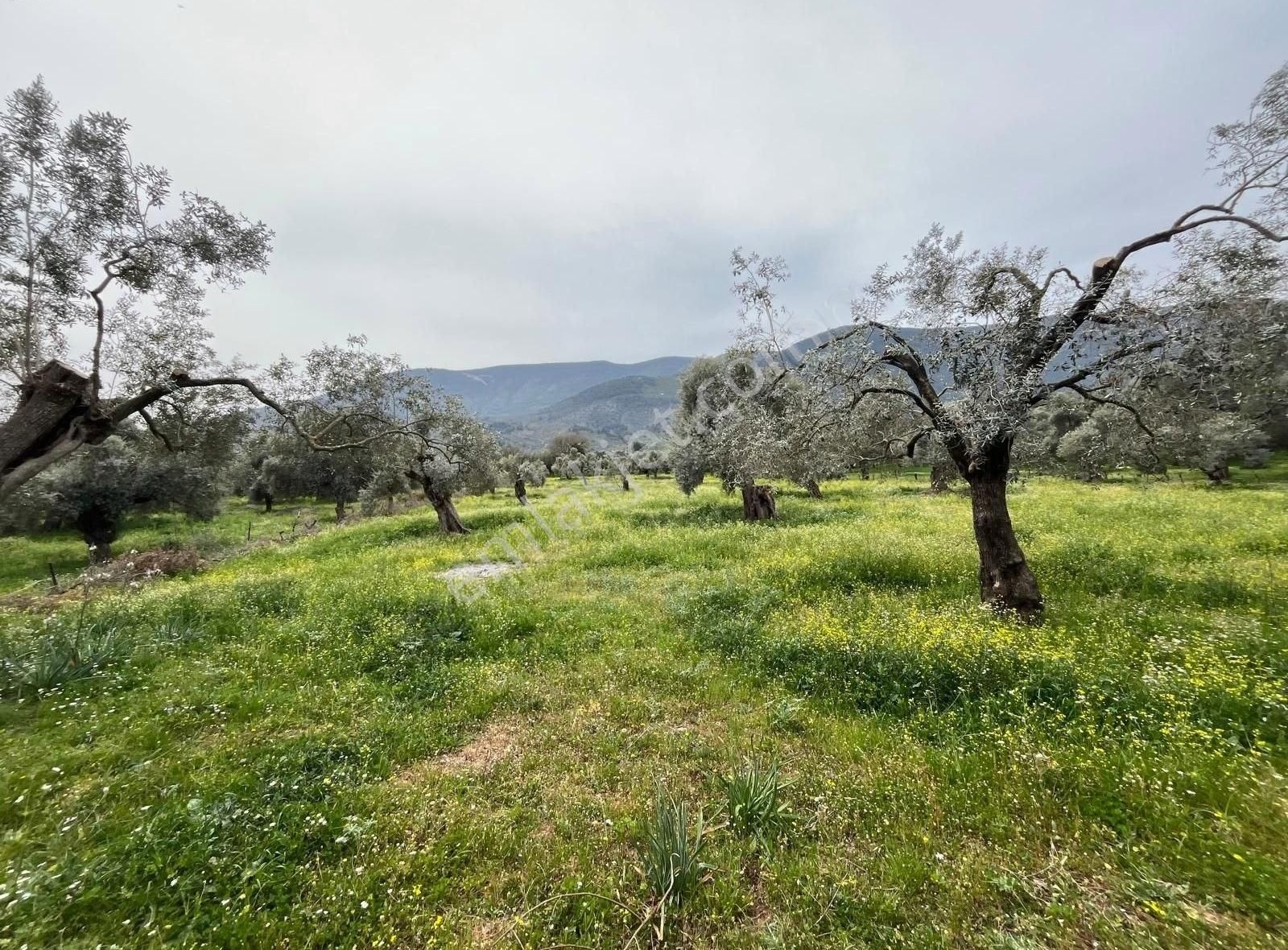 Yıldırım Mühendislik'ten "4.500 M2" Yola Cephe Düz Arazi - Görsel 9