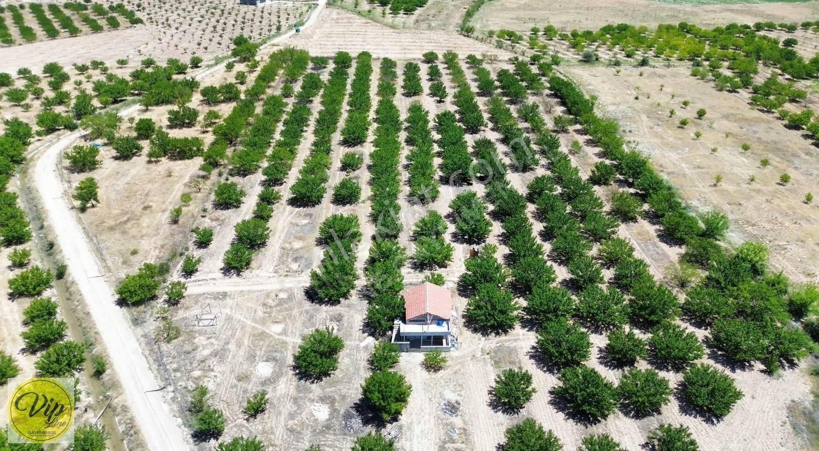 Vip Lineden Havaalanı Yanında 22.176m2 Satılık Kayısı Bahçesi