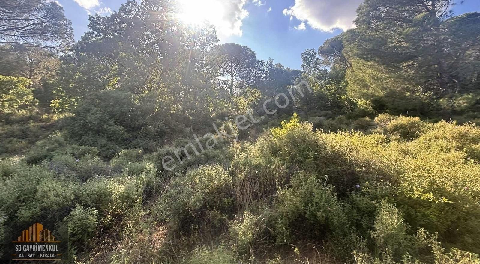 Ayvalıkın Gözdesi Bağyüzünde Yatırımlık Çamlık! - Görsel 12