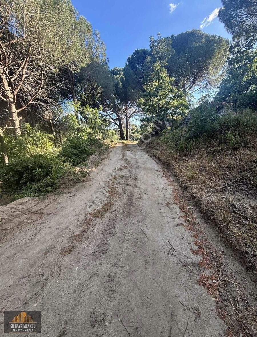 Ayvalıkın Gözdesi Bağyüzünde Yatırımlık Çamlık! - Görsel 16