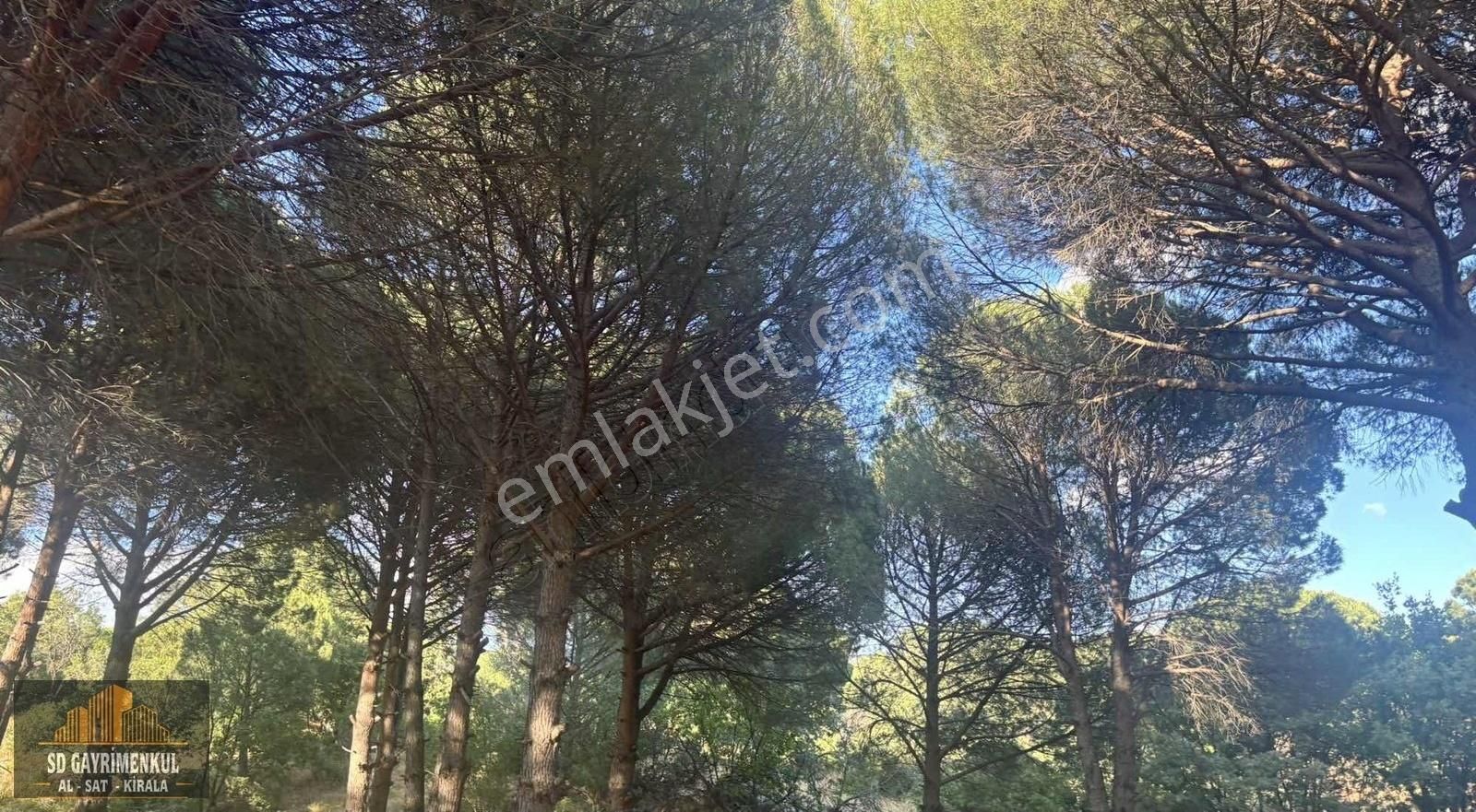 Ayvalıkın Gözdesi Bağyüzünde Yatırımlık Çamlık! - Görsel 11