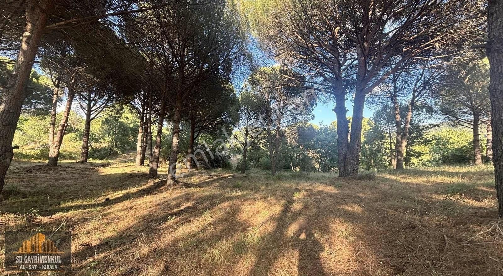 Ayvalıkın Gözdesi Bağyüzünde Yatırımlık Çamlık! - Görsel 6