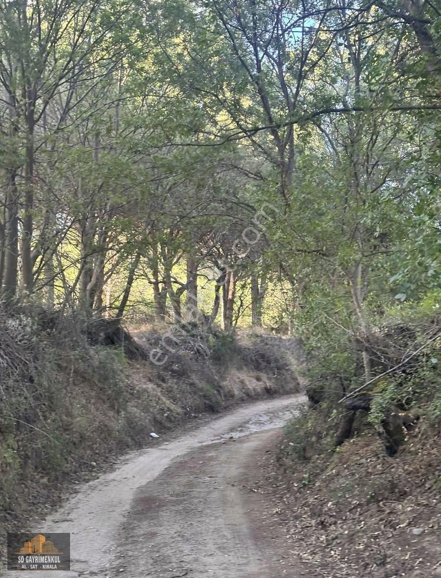 Ayvalıkın Gözdesi Bağyüzünde Yatırımlık Çamlık! - Görsel 3