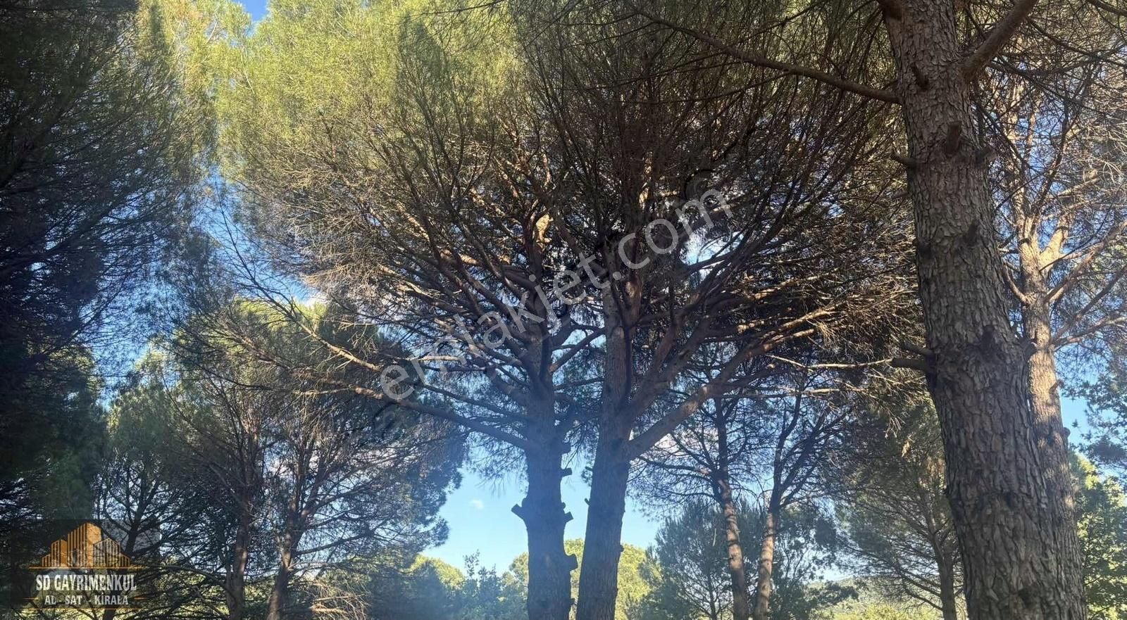 Ayvalıkın Gözdesi Bağyüzünde Yatırımlık Çamlık! - Görsel 8