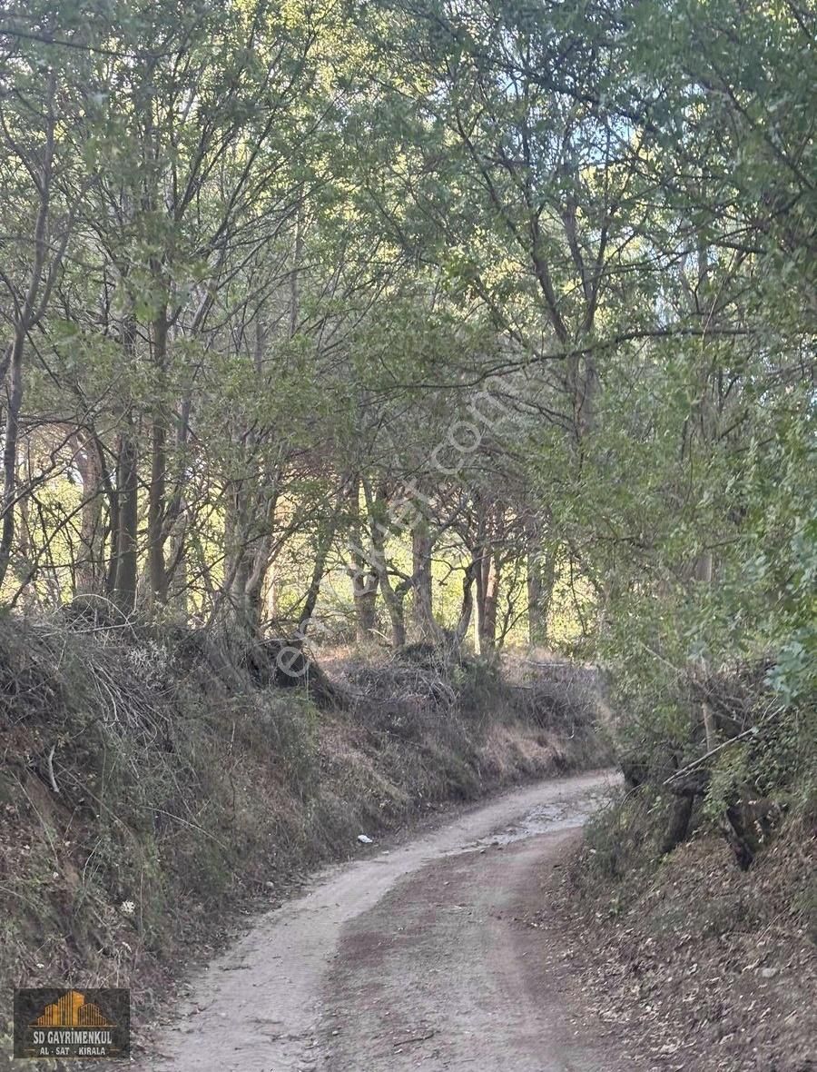 Ayvalıkın Gözdesi Bağyüzünde Yatırımlık Çamlık! - Görsel 20