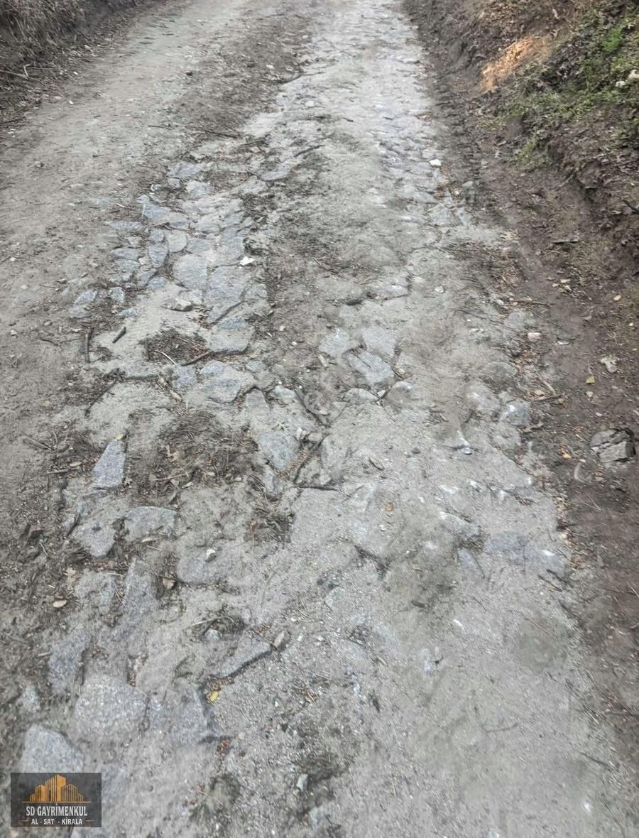 Ayvalıkın Gözdesi Bağyüzünde Yatırımlık Çamlık!