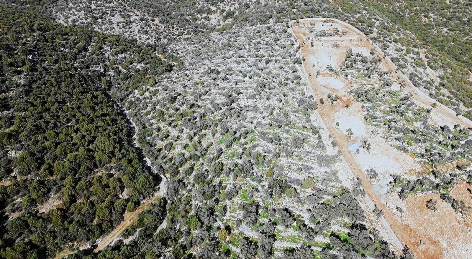 Bodrum'da Yatırımlık Satılık Zeytinlik - Görsel 4