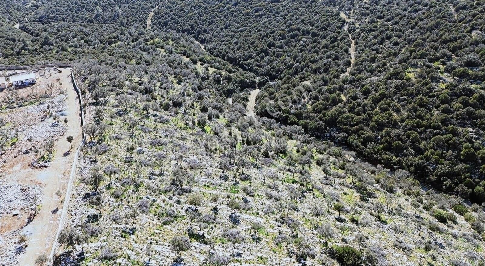 Bodrum'da Yatırımlık Satılık Zeytinlik - Görsel 5