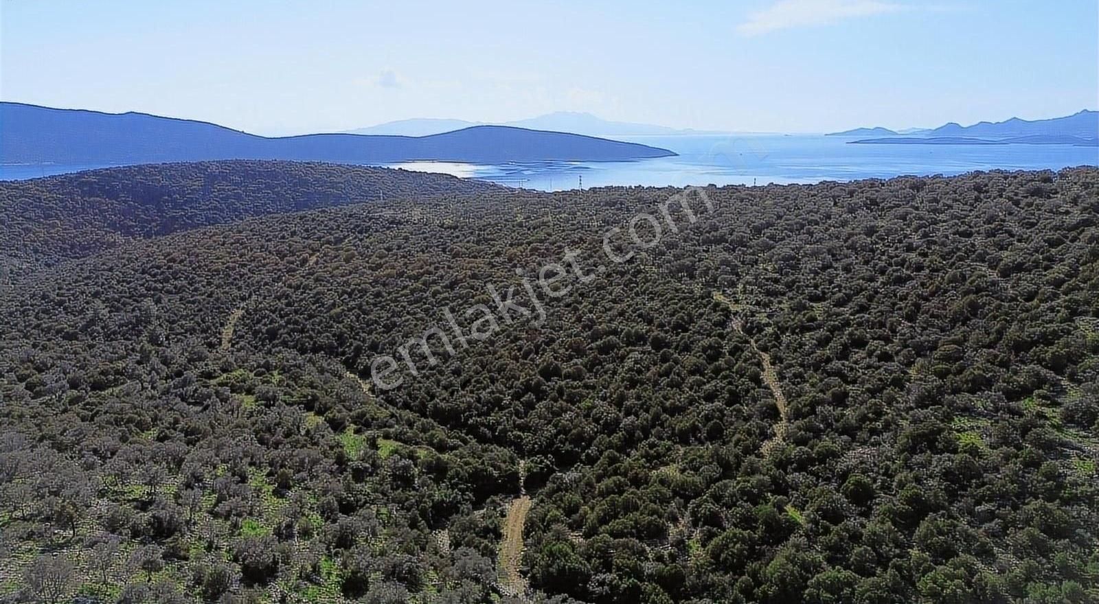 Bodrum'da Yatırımlık Satılık Zeytinlik - Görsel 2