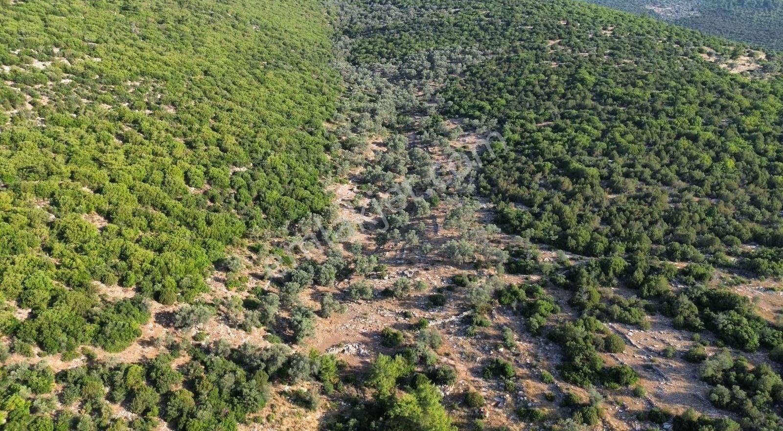 Bodrum Kızılağaç'ta Satılık 13500 M² Hisseli Tarla