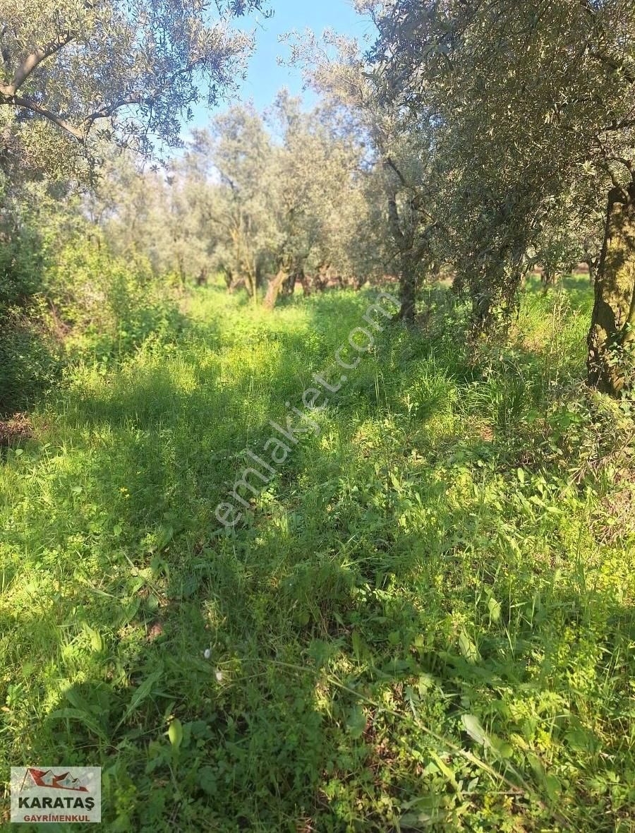 Orhangazi Paşapınar Köyünde Göl Manzaralı Kupon Arazi - Görsel 5