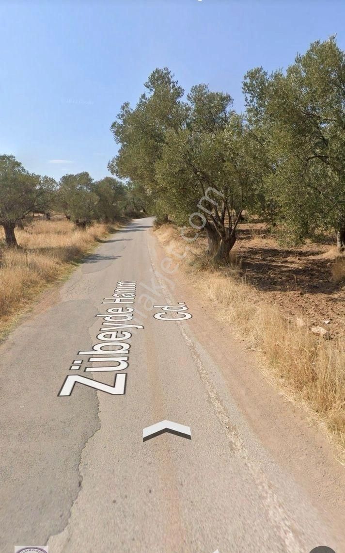 Ayvalık’ta Denize Sıfır Zeytinlik Parselinde 260m2 Fırsat - Görsel 4