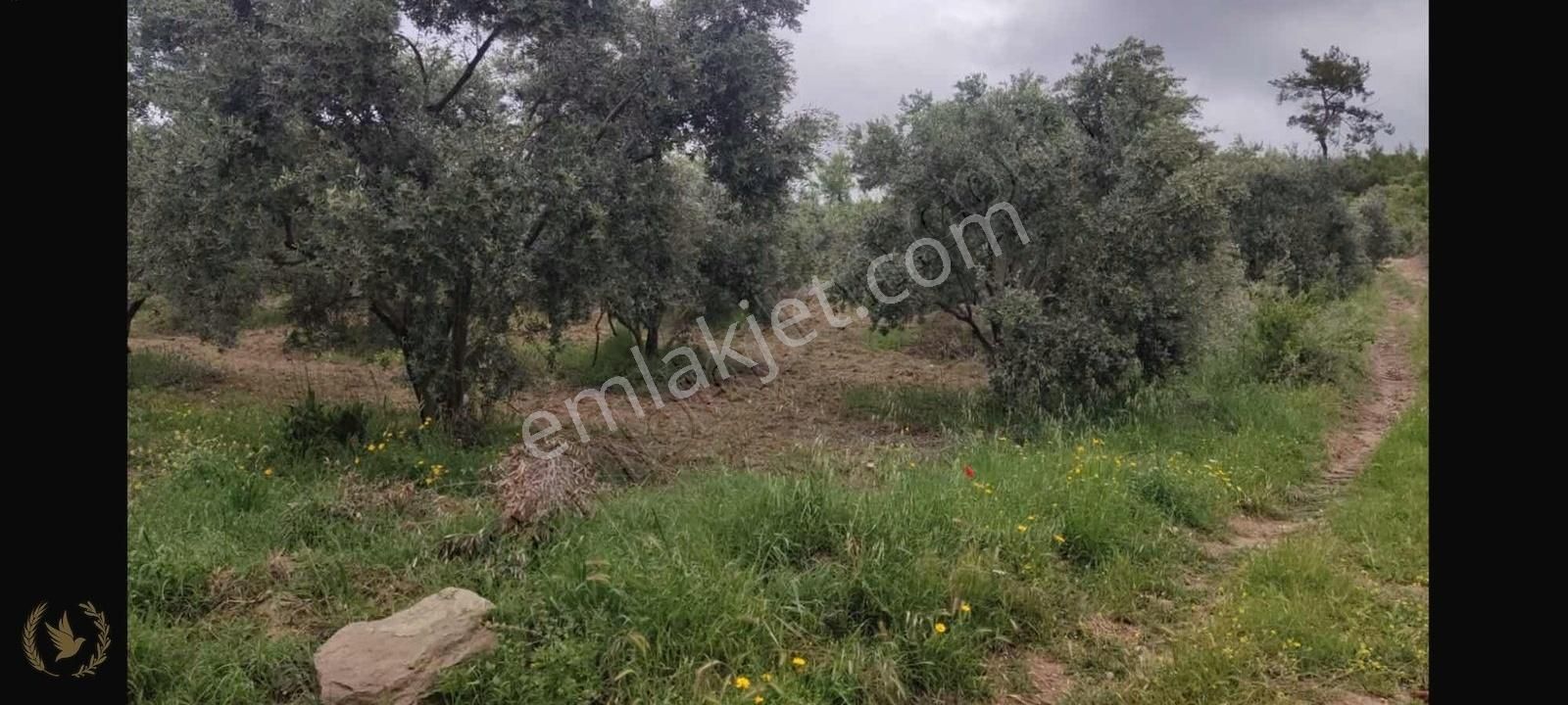 Seydikemer Atlıdere Sarı Süleymanlarda 2200mt Bahçe Satıl