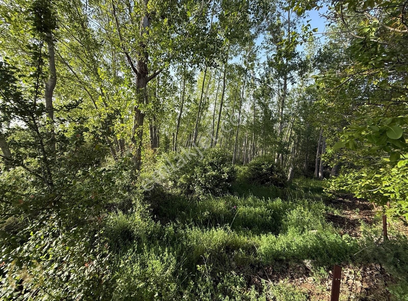 Yayla Gerişburnu 8800mt [160metre Yol Cepheli] Manzaralı Arazi