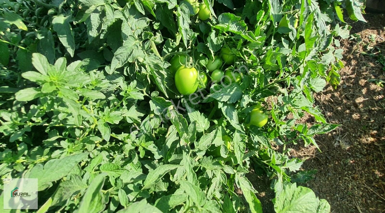 Hacıalanında Satılık 24 Dönüm Tarla Pazarlık Arsa Başında... - Görsel 11