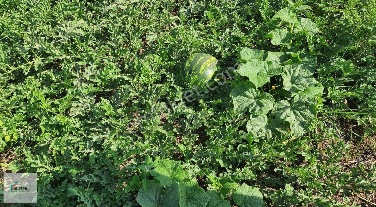 Hacıalanında Satılık 24 Dönüm Tarla Pazarlık Arsa Başında... - Görsel 22