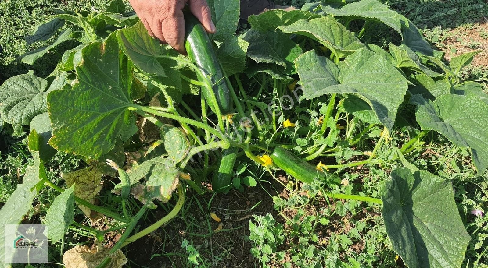 Hacıalanında Satılık 24 Dönüm Tarla Pazarlık Arsa Başında... - Görsel 12
