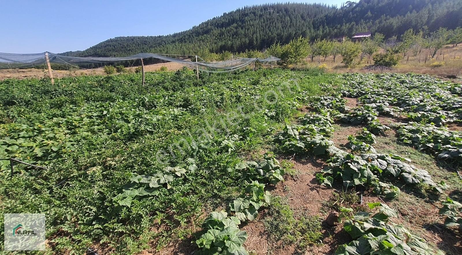 Hacıalanında Satılık 24 Dönüm Tarla Pazarlık Arsa Başında... - Görsel 13