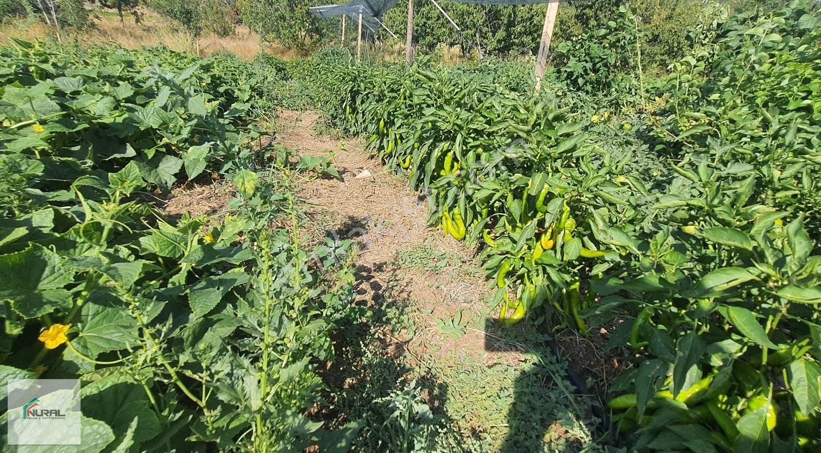Hacıalanında Satılık 24 Dönüm Tarla Pazarlık Arsa Başında... - Görsel 2