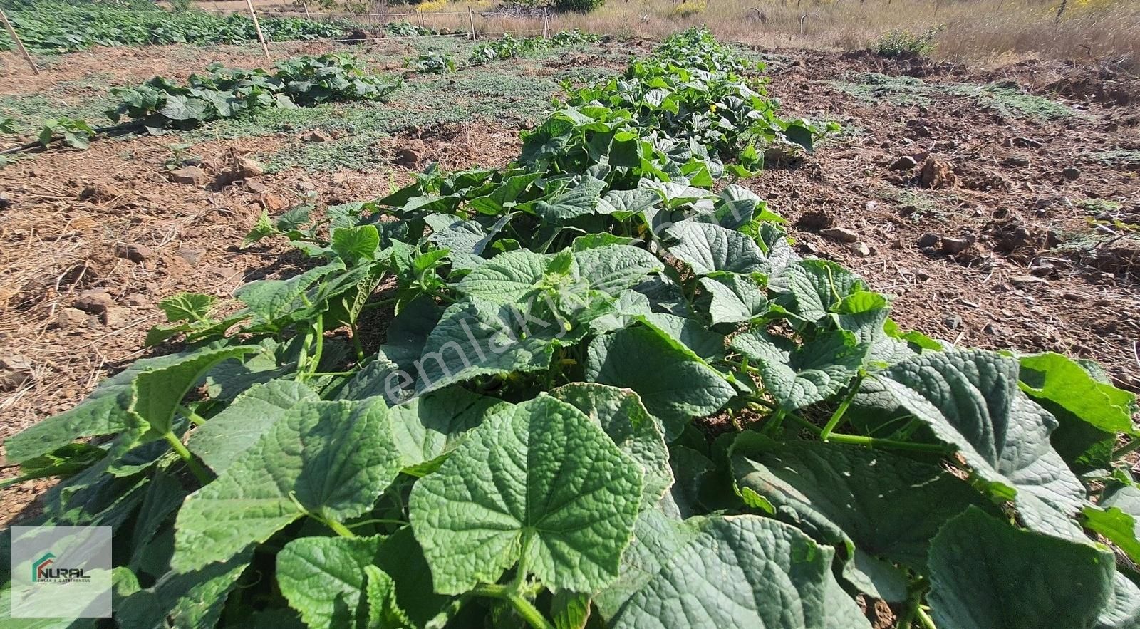 Hacıalanında Satılık 24 Dönüm Tarla Pazarlık Arsa Başında... - Görsel 7